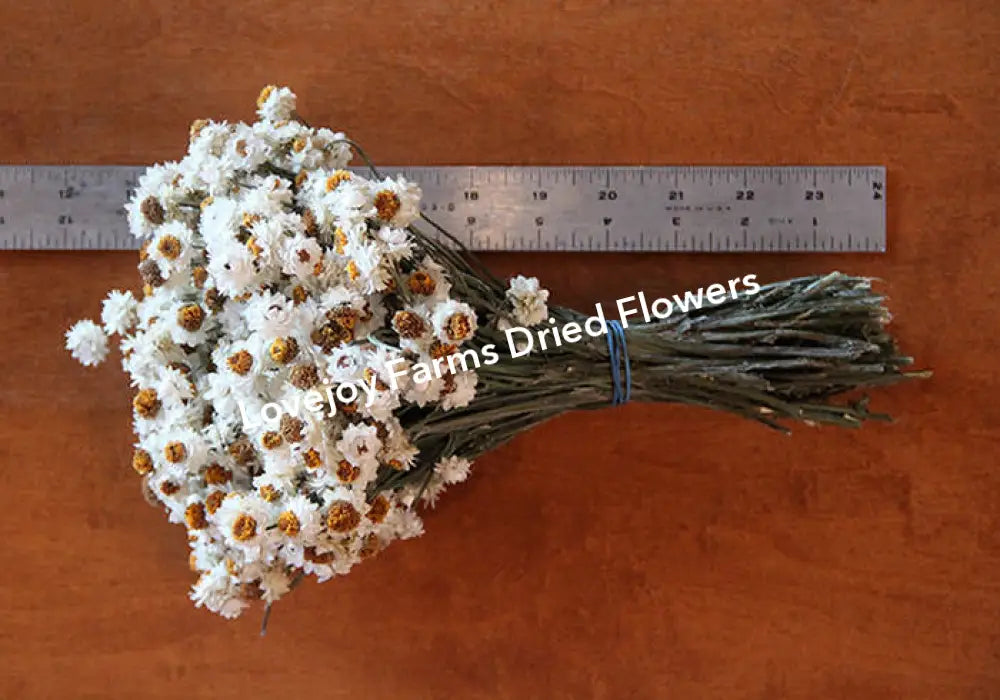 Dried Ammobium Dried Flowers