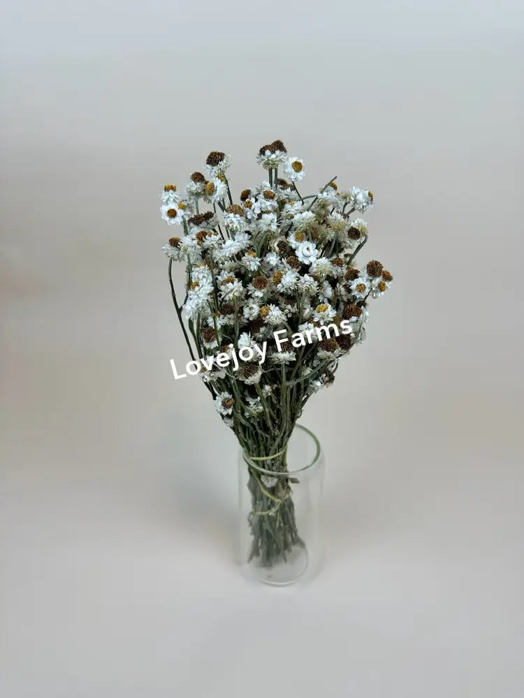 Dried Ammobium Dried Flowers