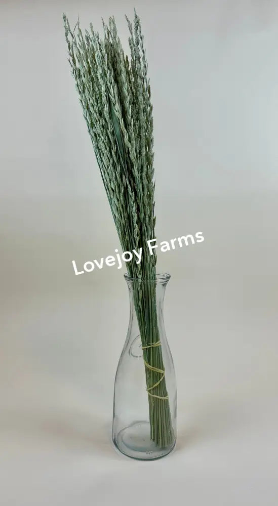 Dried Arrow Grass (Fan Grass) Dried Grasses - Ornamental