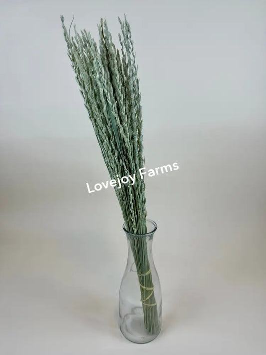 Dried Arrow Grass (Fan Grass) Dried Grasses - Ornamental