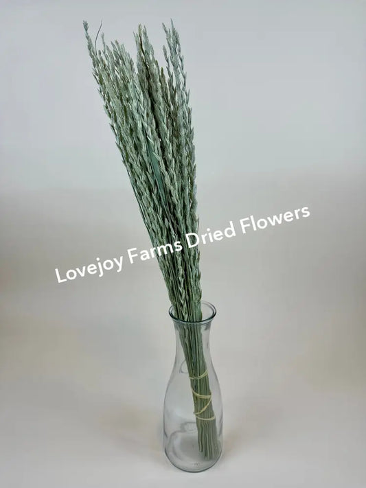 Dried Arrow Grass (Fan Grass) Dried Grasses - Ornamental