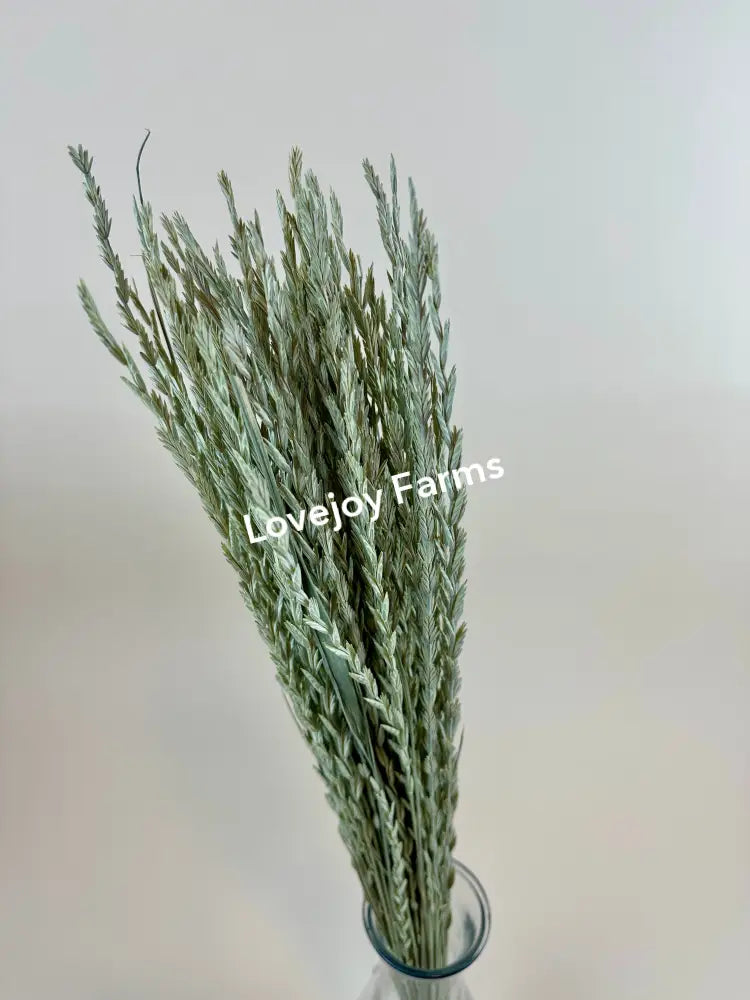 Dried Arrow Grass (Fan Grass) Dried Grasses - Ornamental