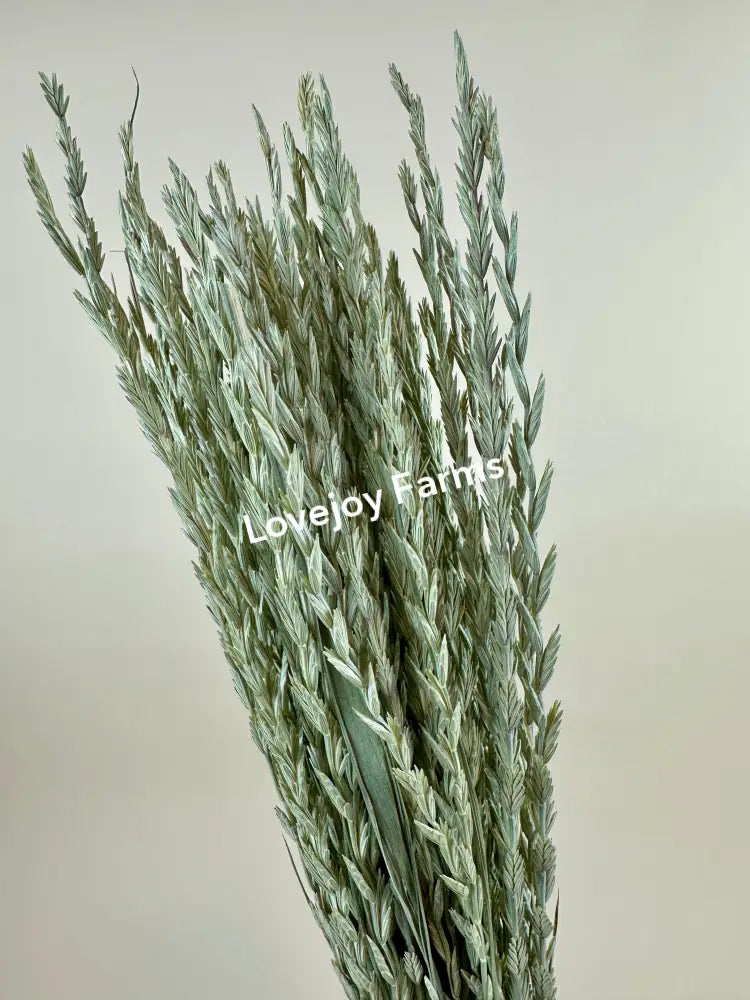 Dried Arrow Grass (Fan Grass) Dried Grasses - Ornamental