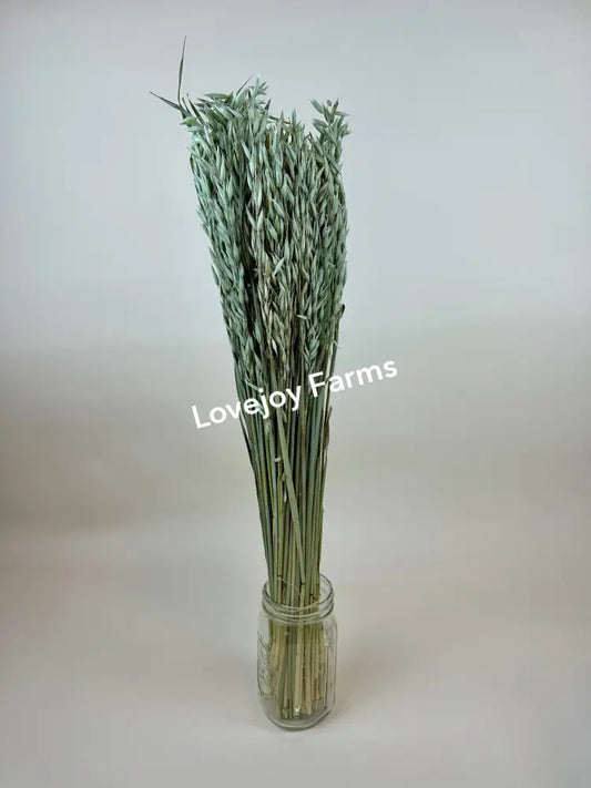 Dried Avena (Oats) Dried Grains - Ornamental