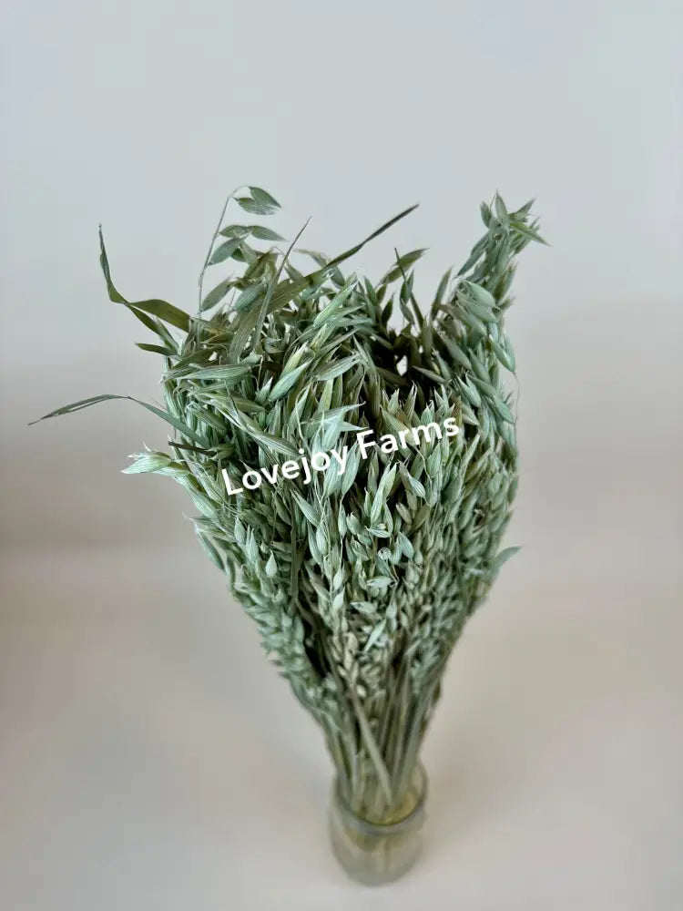Dried Avena (Oats) Dried Grains - Ornamental