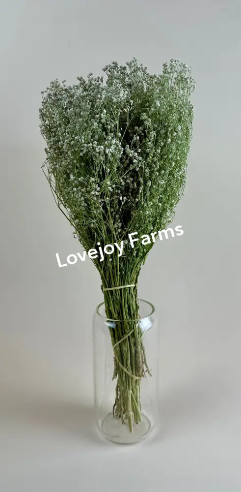 Dried Baby’s Breath (Gypsophillia) Dried Flowers