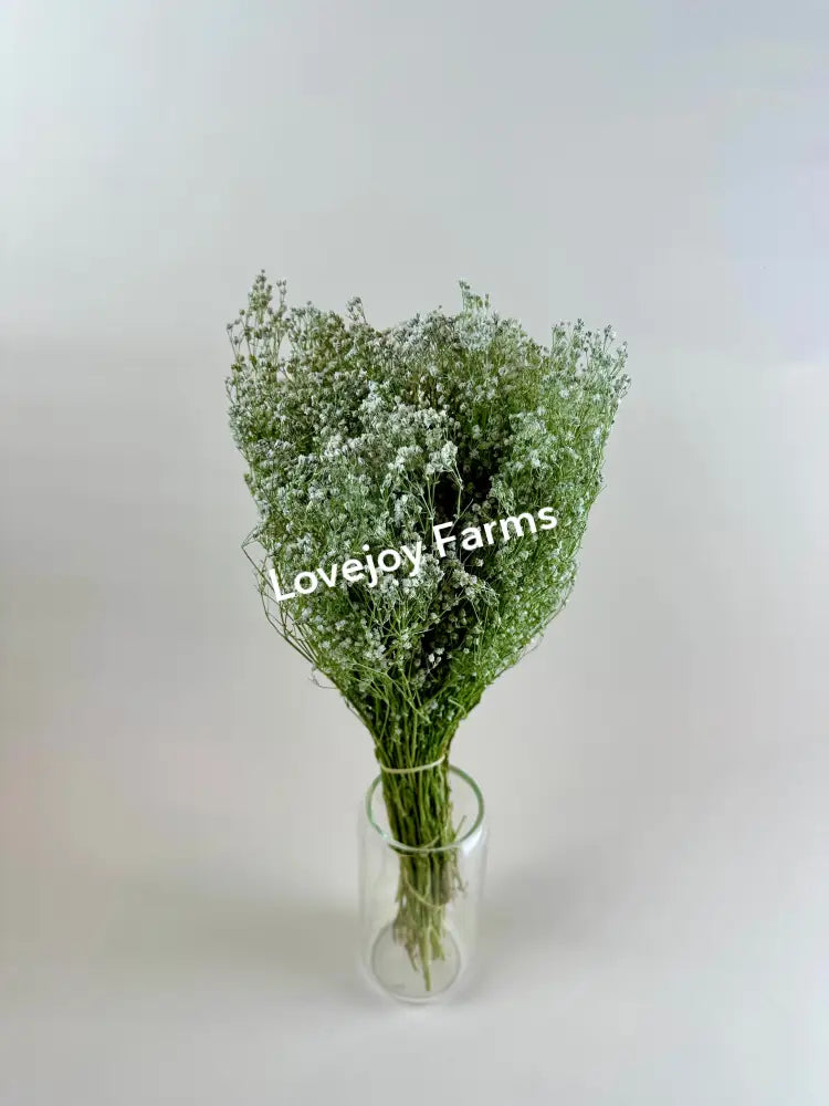 Dried Baby’s Breath (Gypsophillia) Dried Flowers