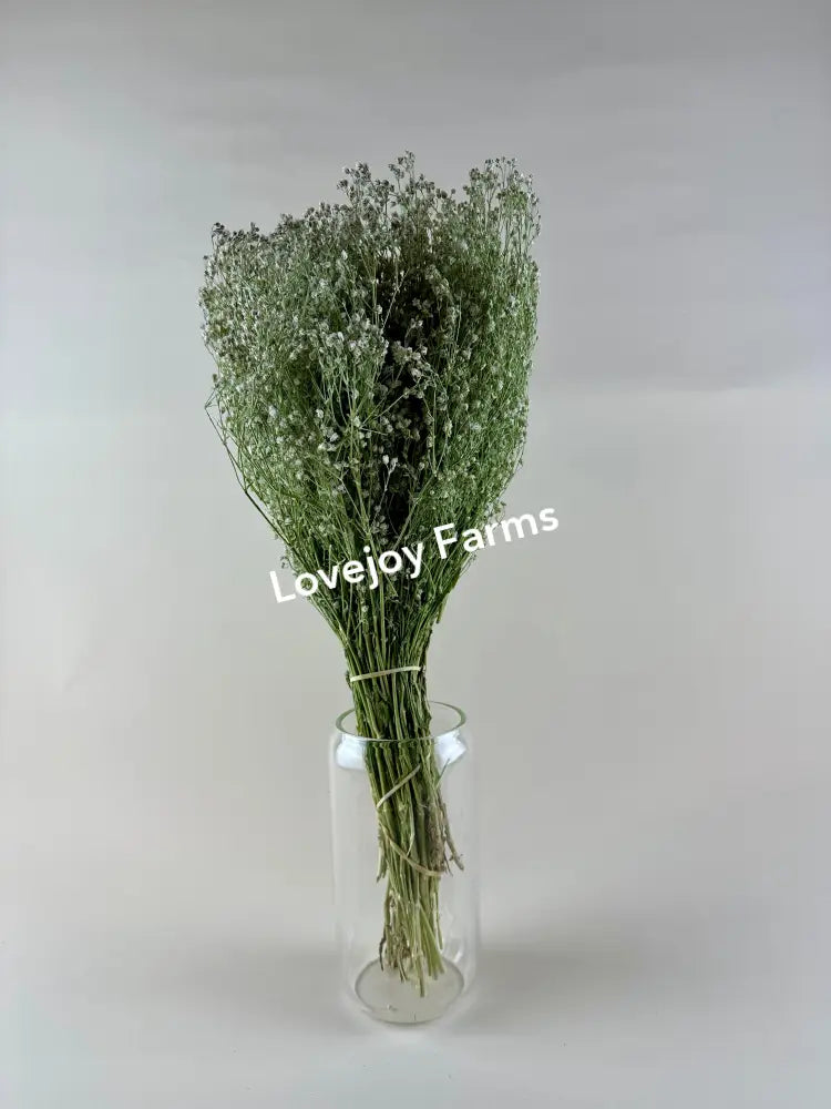 Dried Baby’s Breath (Gypsophillia) Dried Flowers