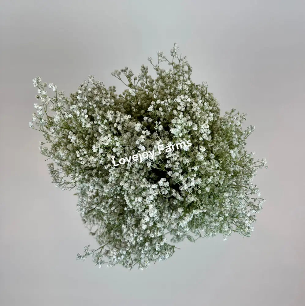 Dried Baby’s Breath (Gypsophillia) Dried Flowers
