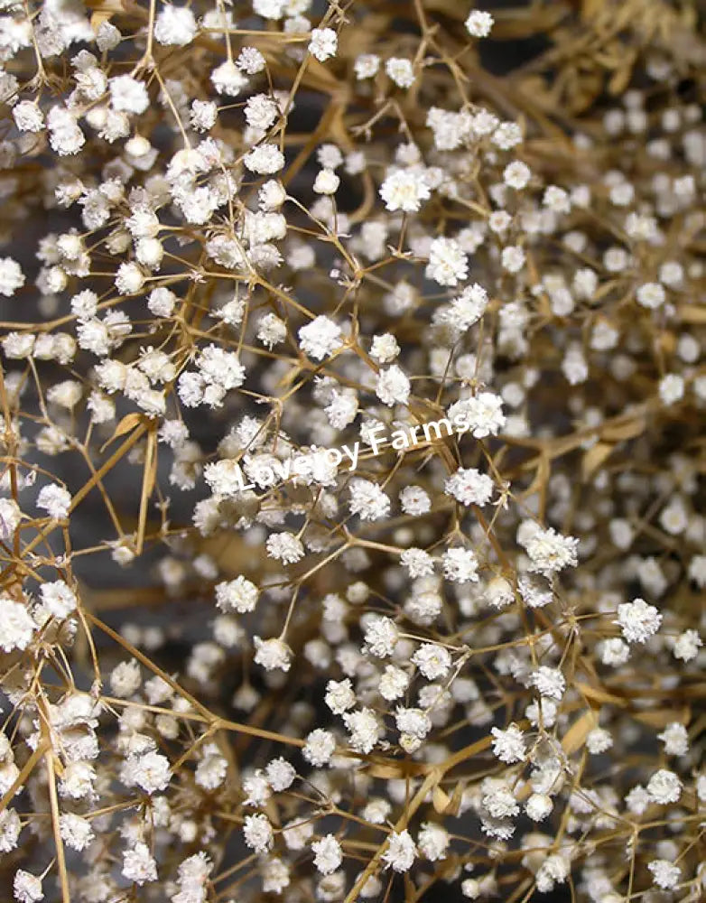 Dried Baby’s Breath (Gypsophillia) Dried Flowers