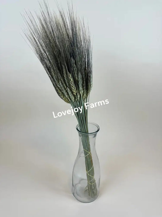 Dried Black Bearded Wheat Dried Grains - Ornamental