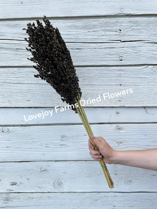 Dried Black Sorghum Dried Grasses - Ornamental