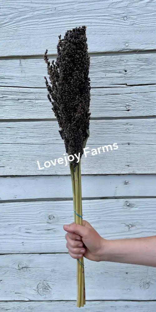 Dried Black Sorghum Dried Grasses - Ornamental