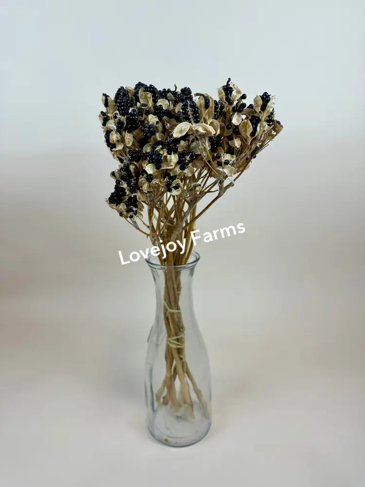 Dried Blackberry Lillies Dried Flowers