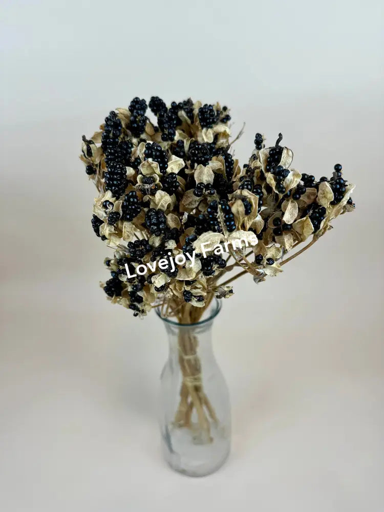 Dried Blackberry Lillies Dried Flowers