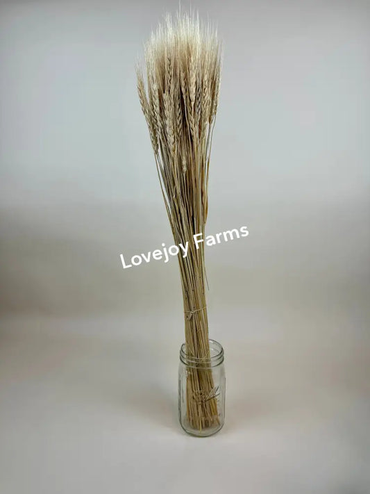 Dried Blonde Wheat Dried Grains - Ornamental