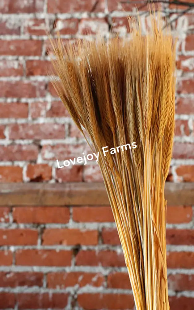 Dried Blonde Wheat Dried Grains - Ornamental