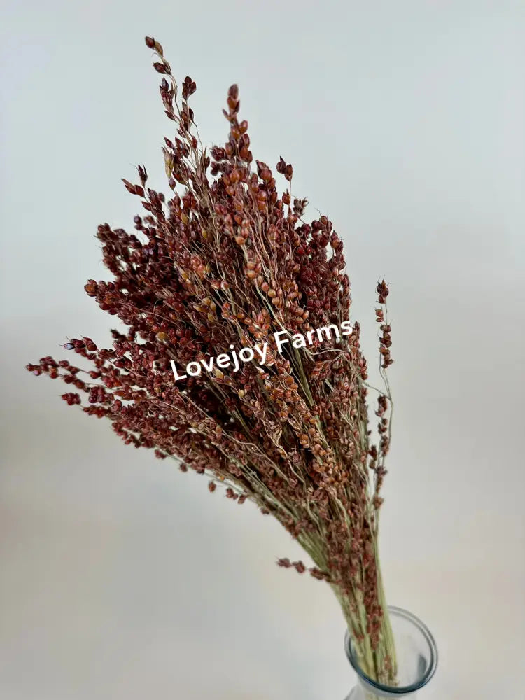 Dried Broom Corn Dried Grains - Ornamental