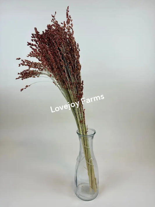 Dried Broom Corn Dried Grains - Ornamental