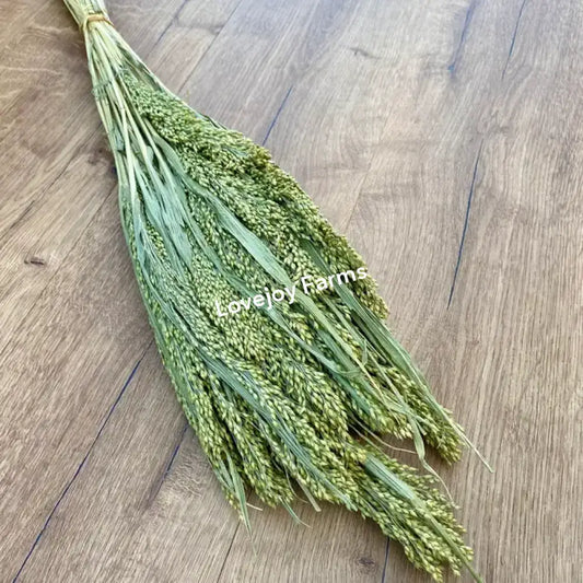 Dried Canary Grass Dried Grasses - Ornamental