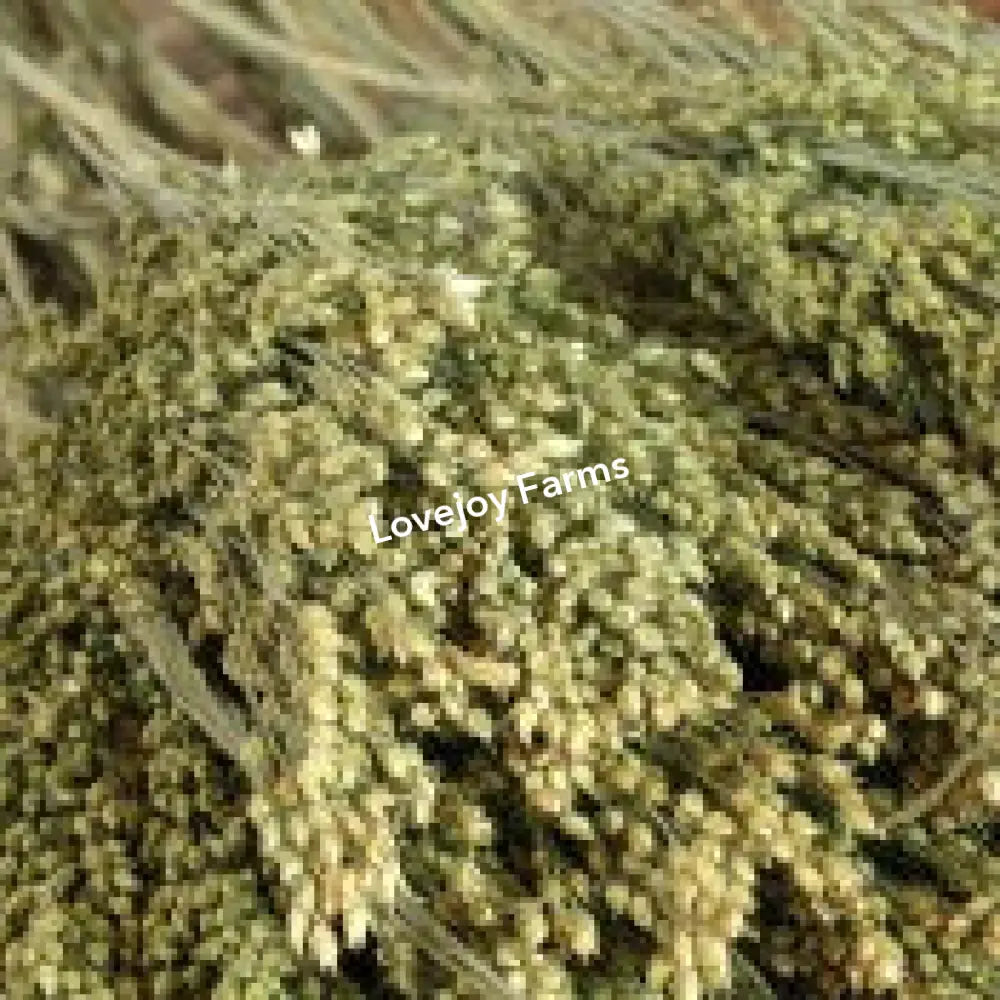 Dried Canary Grass Dried Grasses - Ornamental