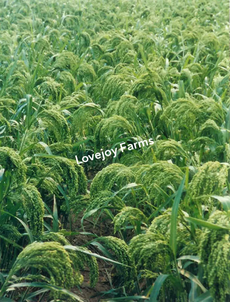 Dried Canary Grass Dried Grasses - Ornamental