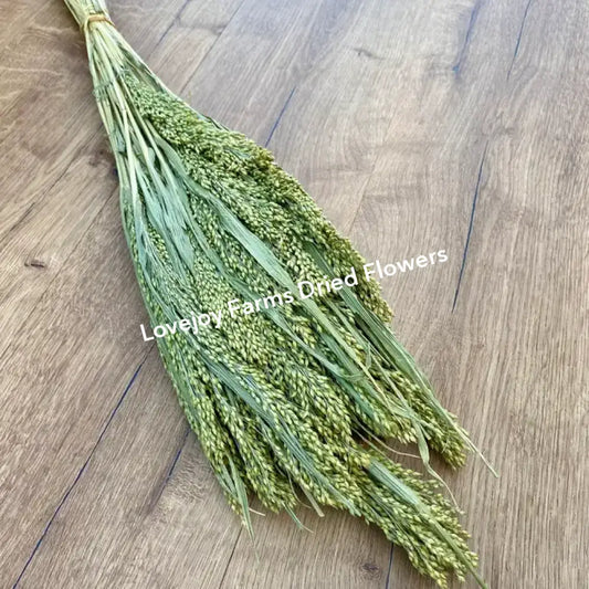 Dried Canary Grass Dried Grasses - Ornamental