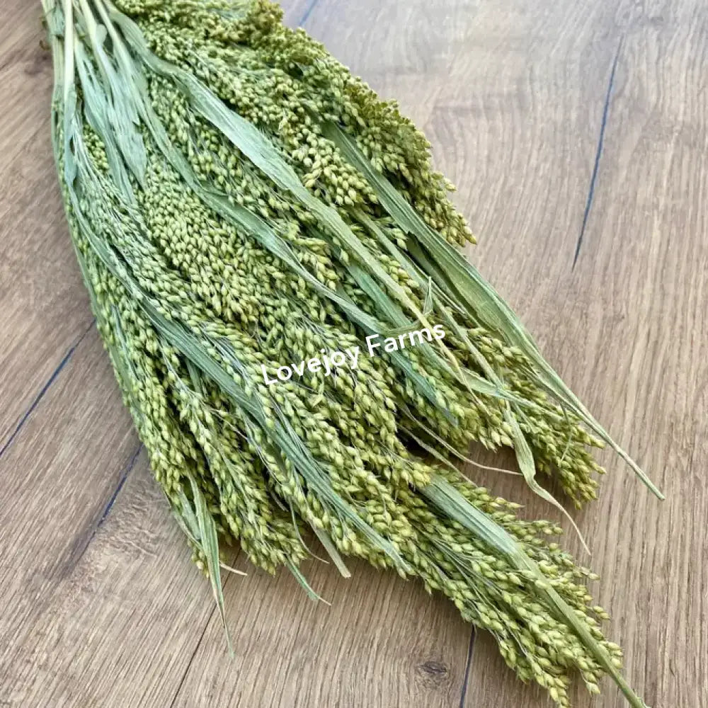 Dried Canary Grass Dried Grasses - Ornamental