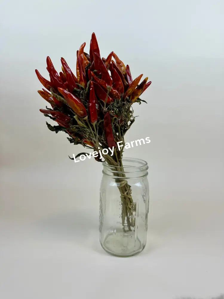 Dried Chili Peppers Dried Flowers