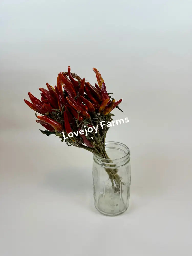 Dried Chili Peppers Dried Flowers