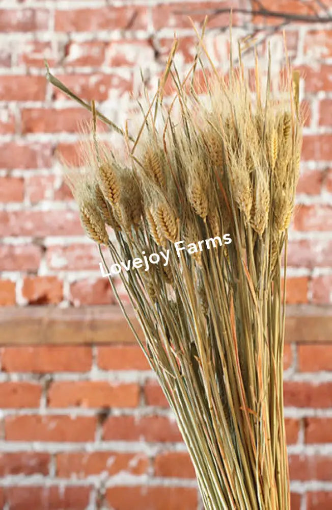 Dried Club Wheat Dried Grains - Ornamental