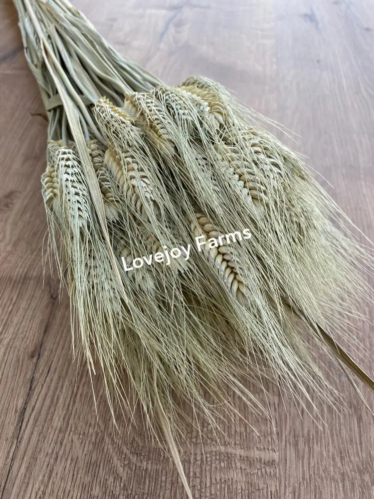Dried Club Wheat Dried Grains - Ornamental