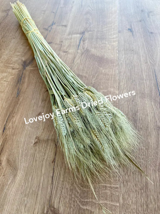 Dried Club Wheat Dried Grains - Ornamental