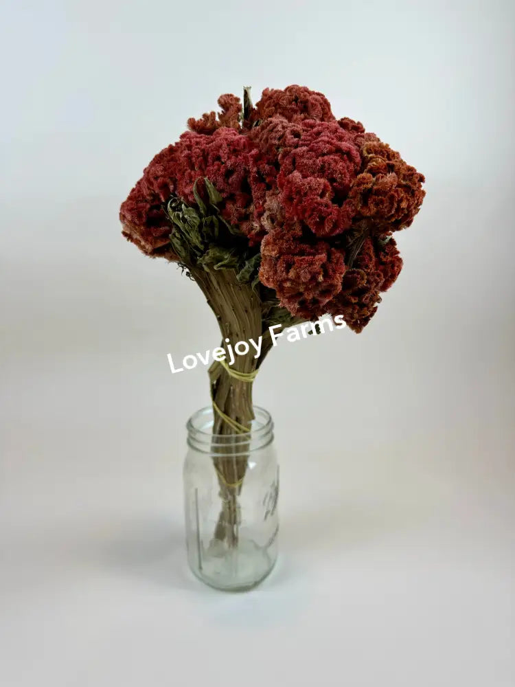 A bouquet of vibrant red Lovejoy Farms Dried Coxcomb (Celosia) - Autumn flowers in a glass jar against a plain white background. The velvety, textured blooms evoke charm, while the jar is clear and minimally marked.