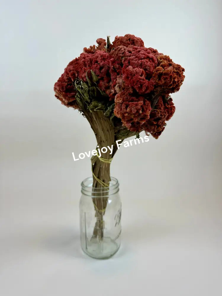 The Dried Coxcomb (Celosia) - Autumn by Lovejoy Farms features vibrant, textured red celosias and green leaves tied with a light-colored string, elegantly displayed in a clear glass jar against a plain white background.