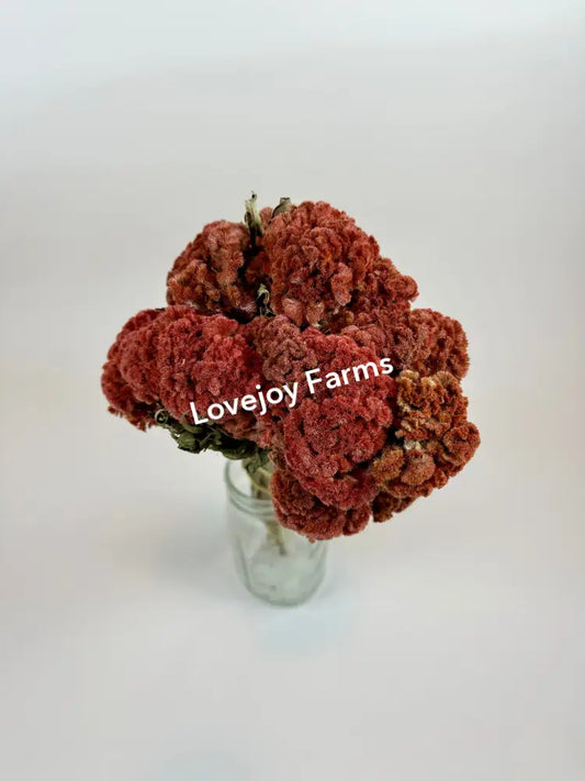 A small glass vase features vibrant red Dried Coxcomb (Celosia) - Autumn from Lovejoy Farms, set against a plain white background.