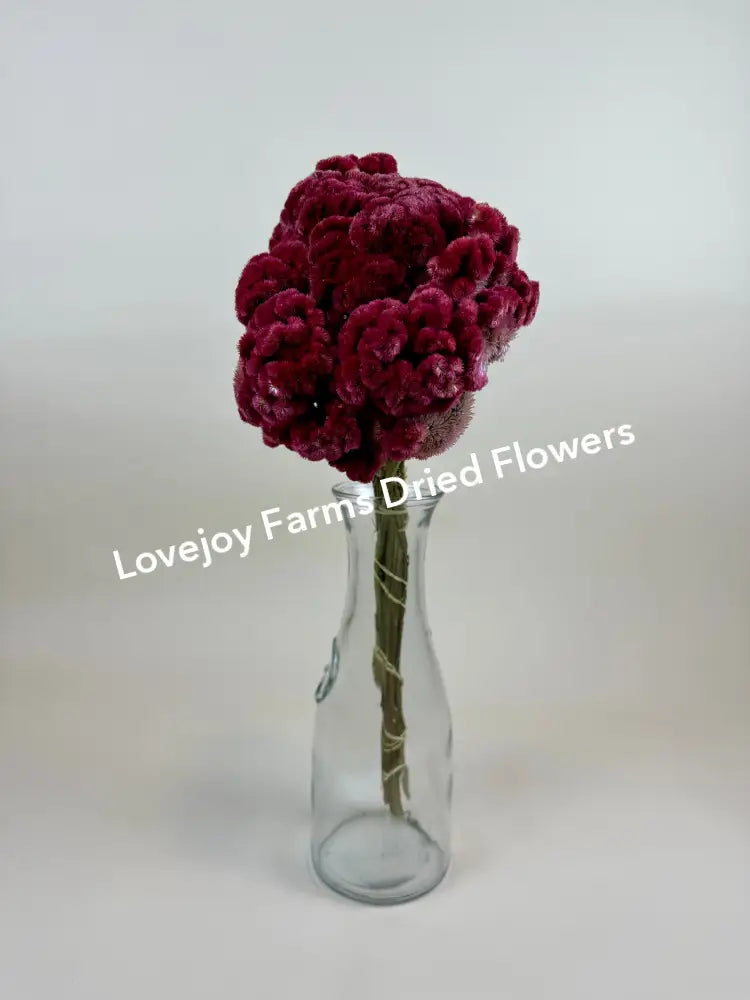 Dried Coxcomb (Celosia) – Burgundy Dried Flowers