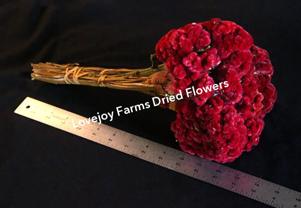 Dried Coxcomb (Celosia) – Burgundy Dried Flowers