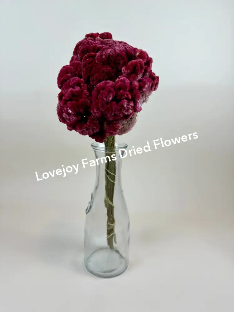 Dried Coxcomb (Celosia) – Burgundy Dried Flowers