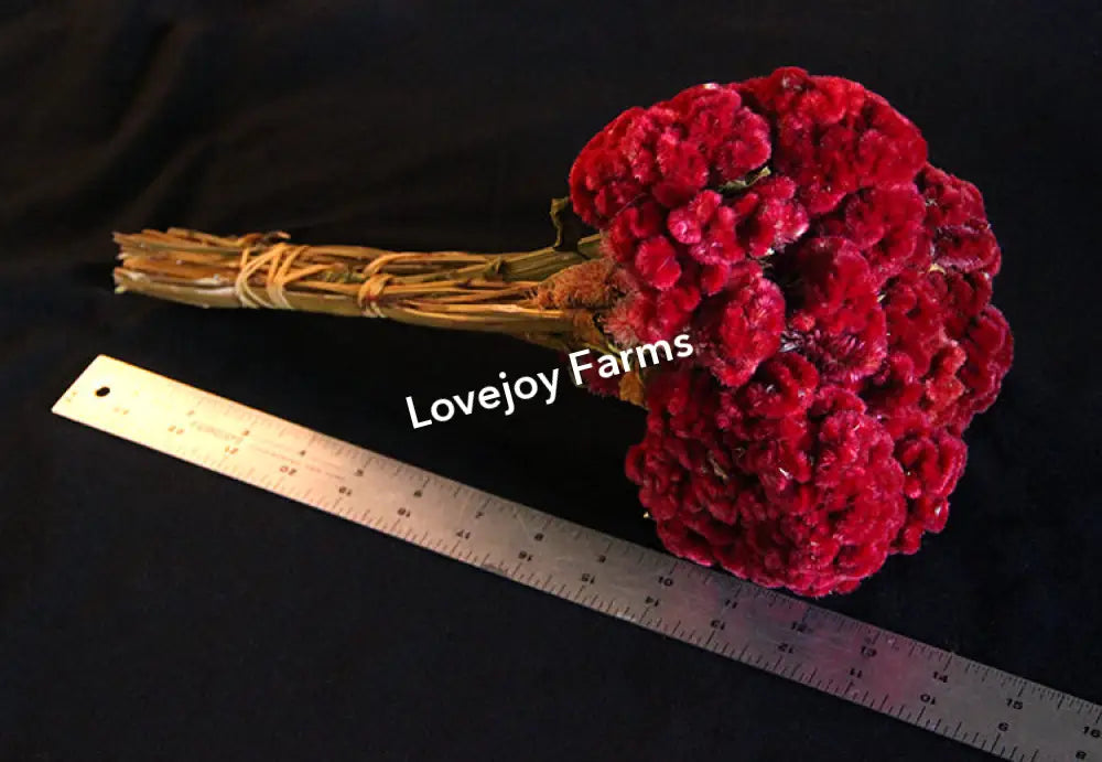 Dried Coxcomb (Celosia) – Burgundy Dried Flowers