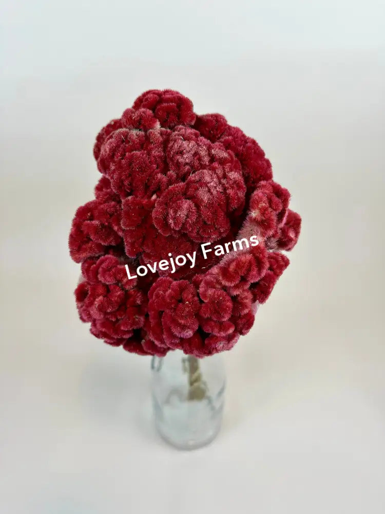 Dried Coxcomb (Celosia) – Burgundy Dried Flowers