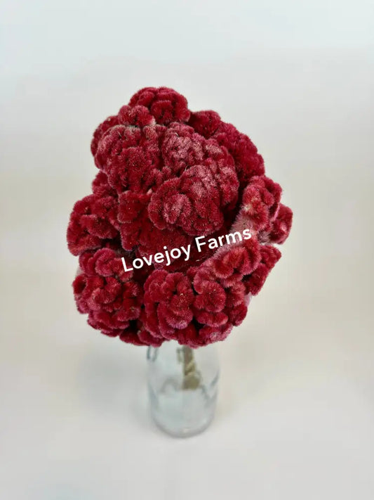 Dried Coxcomb (Celosia) – Burgundy Dried Flowers