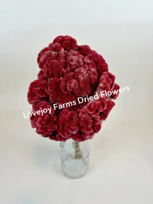 Dried Coxcomb (Celosia) – Burgundy Dried Flowers