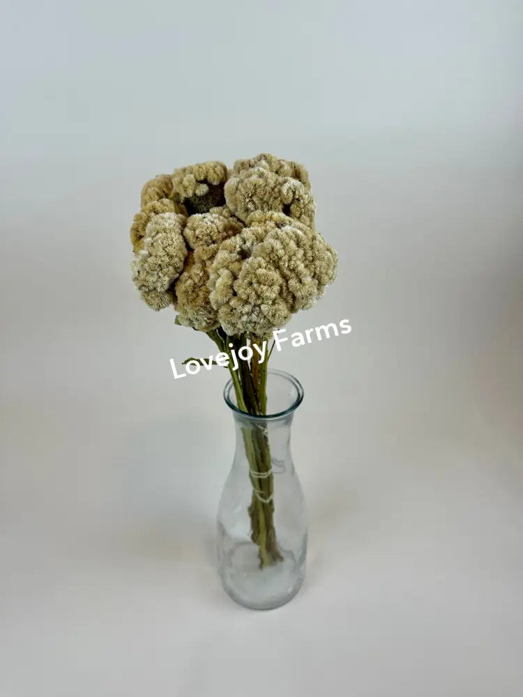 Dried Coxcomb (Celosia) – Palamino Dried Flowers