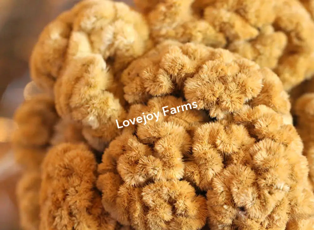 Dried Coxcomb (Celosia) – Palamino Dried Flowers