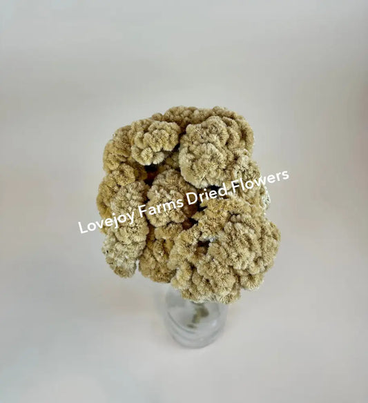 Dried Coxcomb (Celosia) – Palamino Dried Flowers