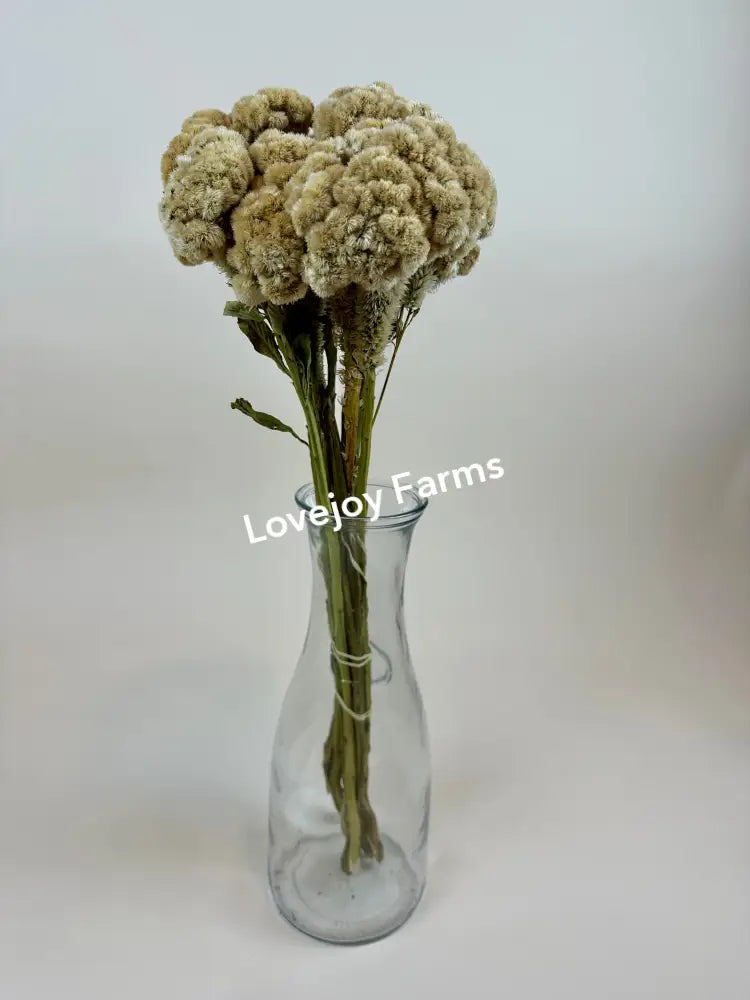 Dried Coxcomb (Celosia) – Palamino Dried Flowers