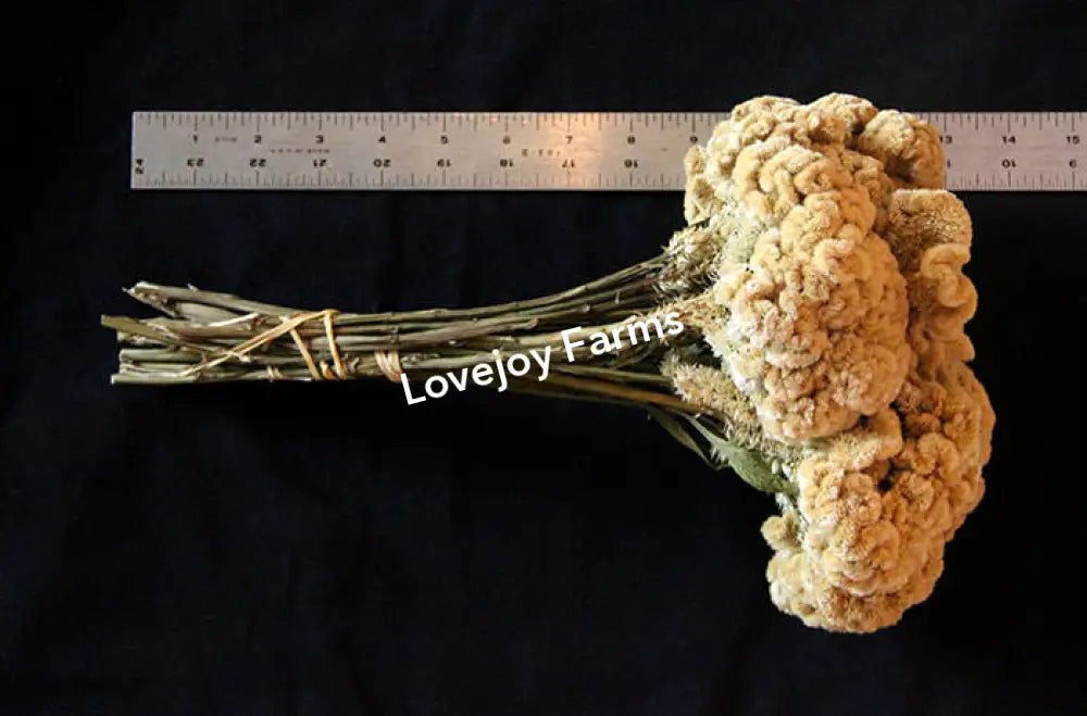 Dried Coxcomb (Celosia) – Palamino Dried Flowers