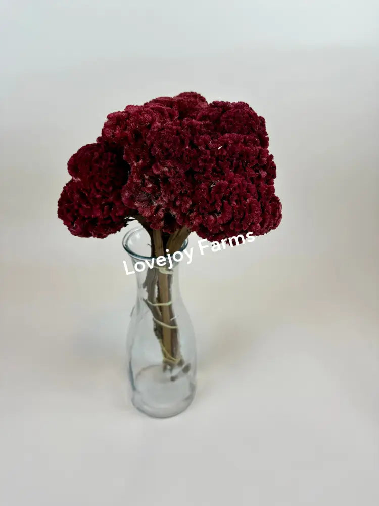 Dried Coxcomb (Celosia) – Red Dried Flowers