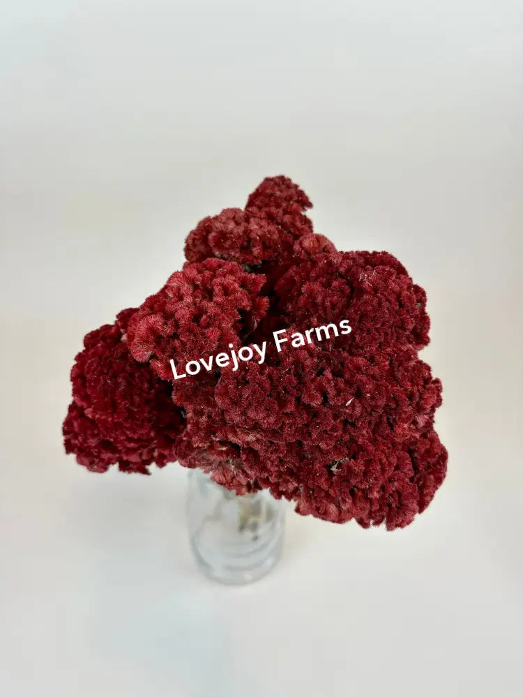 Dried Coxcomb (Celosia) – Red Dried Flowers